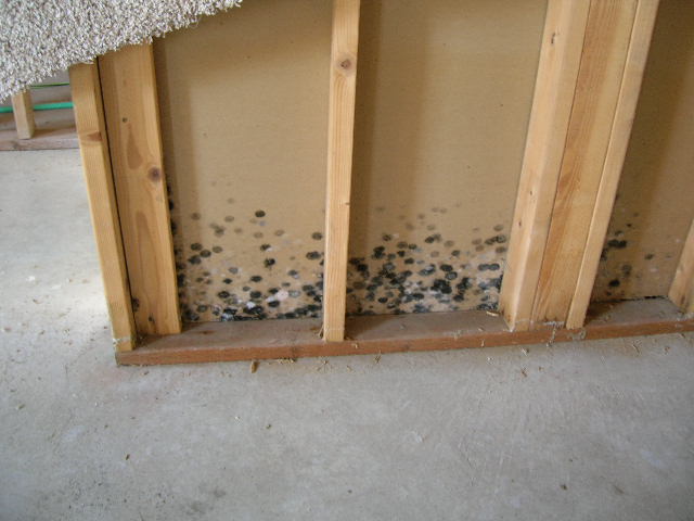 Mold In Basement