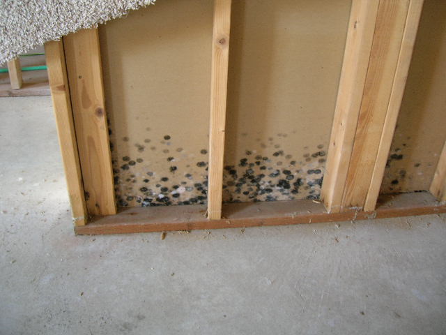Mold in the basement
